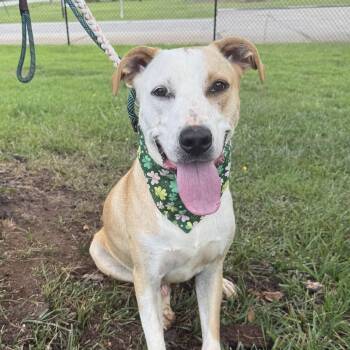 Buffalo Bill -  Labrador Retriever Dog for Adoption in Columbia, South Carolina - Buffalo Bill | PetCurious
