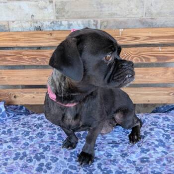 Bella Baby -  Pug and Mixed Breed Dog for Adoption in St. Augustine, Florida - Bella Baby | PetCurious