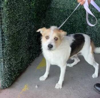 61763200 -  Terrier and Mixed Breed Dog for Adoption in El Paso, Texas - 61763200 | PetCurious