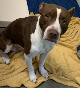 Rescue Pit Bull Terrier and Mixed Breed Dogs for Adoption in Olathe, Kansas - CLIFFHANGER | PetCurious