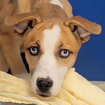 Mixed Breed Dogs Available for Adoption in Las Cruces, New Mexico - Athena | PetCurious