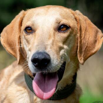 Mona -  Hound and Pointer Dog for Adoption in Morristown, New Jersey - Mona | PetCurious