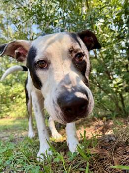 Rescue Great Dane and Mixed Breed Dogs for Adoption in Shrewsbury, Massachusetts - Wallen | PetCurious