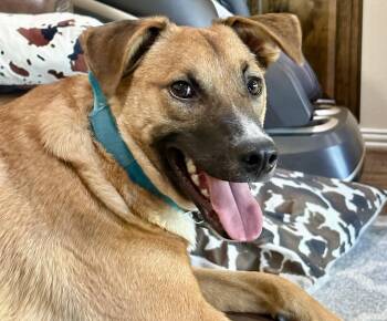 Elvis -  Shepherd and Chihuahua Dog for Adoption in Rollingwood, Texas - Elvis | PetCurious