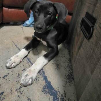Husky and Great Dane Dogs Available for Adoption in Lincoln, Nebraska - Rex | PetCurious