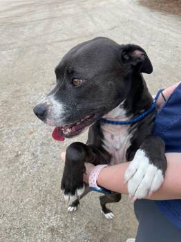 Rescue Pit Bull Terrier Dogs for Adoption in Pinedale, Wyoming - Pepper - Courtesy Post For Sublette County | PetCurious