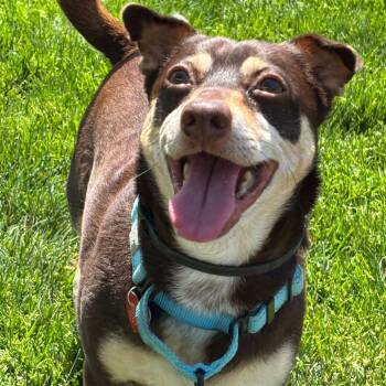 Shadow -  Mixed Breed Dog for Adoption in Medford, Oregon - Shadow | PetCurious