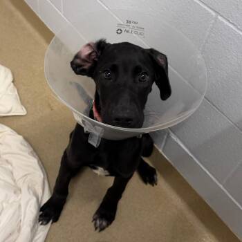 Ashima -  Black Labrador Retriever and Mixed Breed Dog for Adoption in West Palm Beach, Florida - Ashima | PetCurious