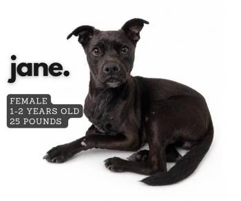 Mixed Breed Dogs Available for Adoption in Ashland, Kentucky - Jane | PetCurious