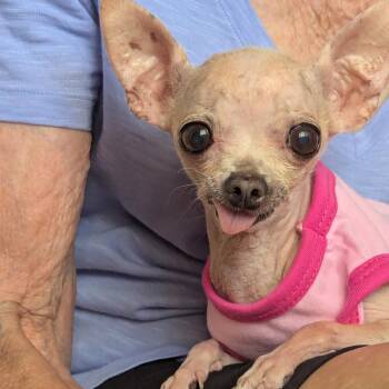 Coco -  Chihuahua Dog for Adoption in Huntington, New York - Coco | PetCurious
