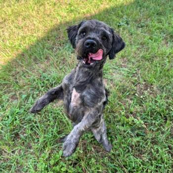 Bluey Elijah -  Miniature Schnauzer and Terrier Dog for Adoption in Houston, Texas - Bluey Elijah | PetCurious
