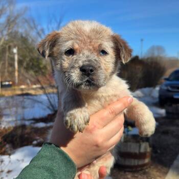 Cattle Dog Dogs Available for Adoption - CT Scooby Doo Avail Mar 21 | PetCurious