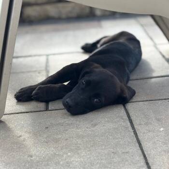 Black Labrador Retriever and Mixed Breed Dogs Available for Adoption in Kansas City, Missouri - Cooper | PetCurious