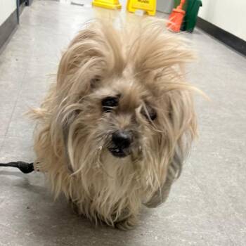 Diamond Scarlet -  Mixed Breed Dog Available for Adoption in Philadelphia, Pennsylvania - Diamond Scarlet | PetCurious