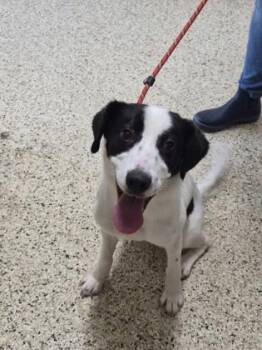 Border Collie and Mixed Breed Dogs Available for Adoption - Cairo | PetCurious