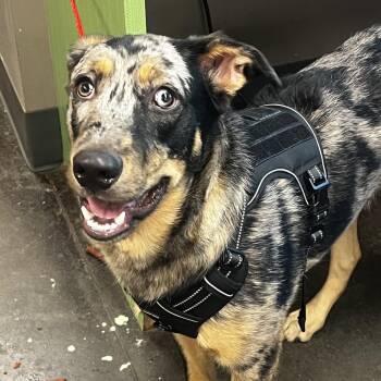 Catahoula Leopard Dog Dogs Available for Adoption in Norman, Oklahoma - Rocky | PetCurious
