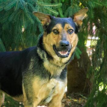 Benny -  Shepherd and Mixed Breed Dog Available for Adoption in Versailles, Kentucky - Benny | PetCurious