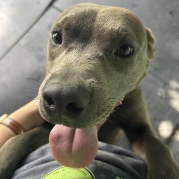 Jacob -  American Staffordshire Terrier Dog for Adoption in Waynesville, North Carolina - Jacob | PetCurious