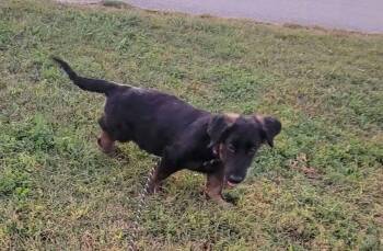 Haley -  Dachshund Dog for Adoption in Petersburg, Indiana - Haley | PetCurious