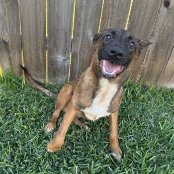 Belgian Shepherd Malinois Dogs Available for Adoption in Richmond, Texas - Noelle | PetCurious