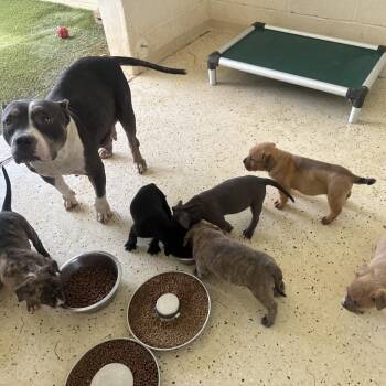 LARZ 4198 -  Staffordshire Bull Terrier and Mixed Breed Dog for Adoption in Loxahatchee Groves, Florida - LARZ 4198 | PetCurious