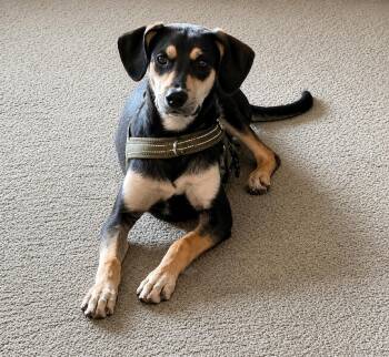 Bisbee -  Shepherd Dog for Adoption in Byrdstown, Tennessee - Bisbee | PetCurious