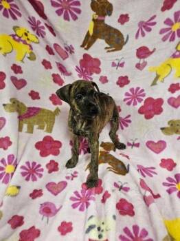 Mixed Breed Dogs Available for Adoption - Anais | PetCurious