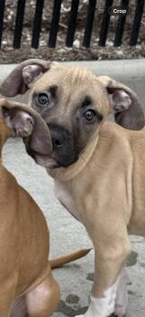 Jinx -  American Staffordshire Terrier Dog for Adoption in Milford, Connecticut - Jinx | PetCurious