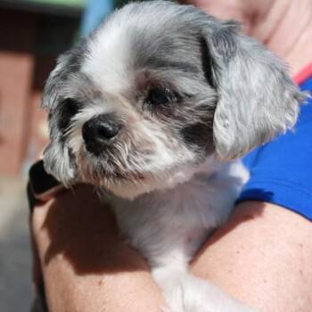Verano -  Shih Tzu and Mixed Breed Dog for Adoption in Richmond, Virginia - Verano | PetCurious