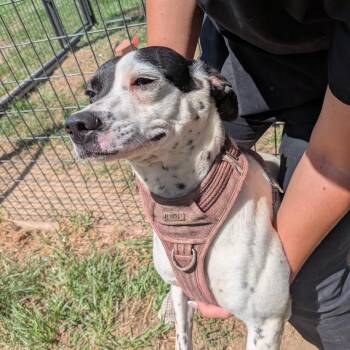 Frost -  German Shorthaired Pointer Dog for Adoption in Anderson, Texas - Frost | PetCurious