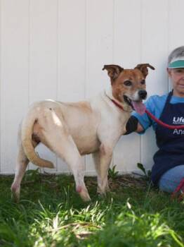 Peony -  Mixed Breed Dog for Adoption in Chamblee, Georgia - Peony | PetCurious