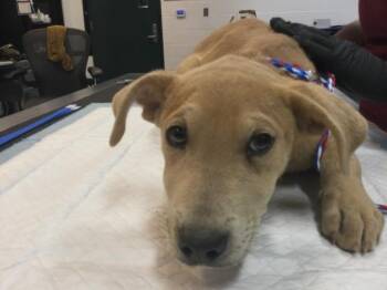 Terrier Dogs Available for Adoption - SCARY SPICE | PetCurious