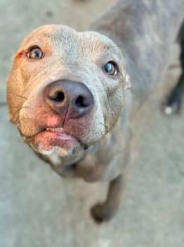 Carolina -  Pit Bull Terrier Dog for Adoption in Chicago, Illinois - Carolina | PetCurious