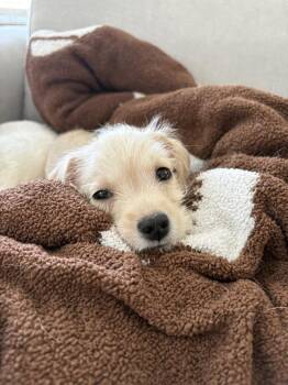 Scout -  Border Terrier Dog for Adoption in Lancaster, California - Scout | PetCurious