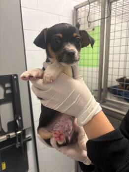 Kraken -  Dachshund and Chihuahua Dog for Adoption in Houston, Texas - Kraken | PetCurious