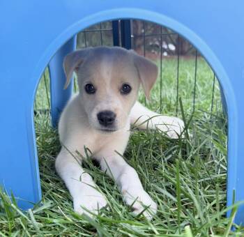 Daisy -  Hound Dog for Adoption in Fairfax, Virginia - Daisy | PetCurious