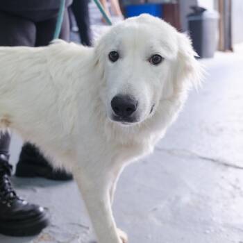 Honey Bun -  Great Pyrenees Dog for Adoption in New York, New York - Honey Bun | PetCurious