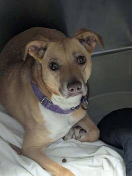Pit Bull Terrier Dogs Available for Adoption in Evansville, Indiana - Madeline | PetCurious