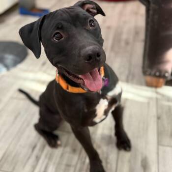 Imposter -  Pit Bull Terrier and Mixed Breed Dog for Adoption in Phoenix, Arizona - Imposter | PetCurious