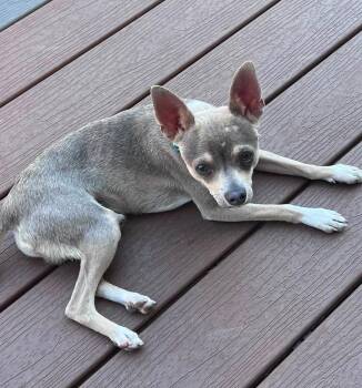 26Ikes -  Chihuahua Dog for Adoption in Shingle Springs, California - 26Ikes | PetCurious
