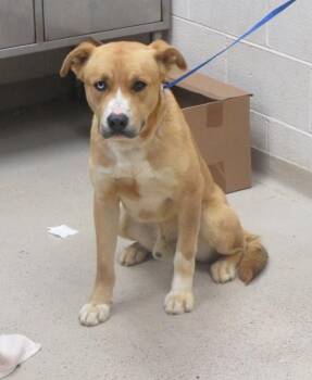 Siberian Husky and Pit Bull Terrier Dogs Available for Adoption - (874) | PetCurious