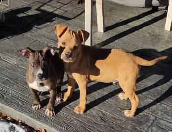 Boxer and Hound Dogs Available for Adoption - Aspen3 | PetCurious