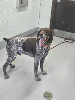DIESEL -  German Shorthaired Pointer Dog for Adoption in Corpus Christi, Texas - DIESEL | PetCurious