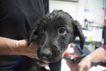 Golden Retriever and German Shepherd Dog Dogs Available for Adoption in Pahrump, Nevada - Mollie (L582 P10) | PetCurious
