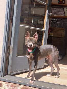 Sprout -  Terrier and Chihuahua Dog for Adoption in Santa Monica, California - Sprout | PetCurious
