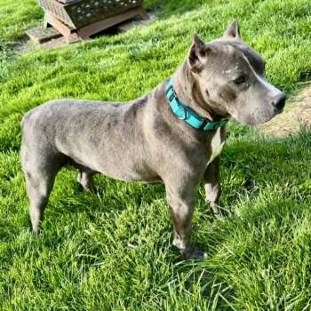 Pit Bull Terrier and Mixed Breed Dogs Available for Adoption in Olathe, Kansas - Miami | PetCurious