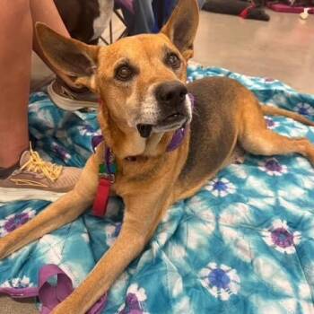 Rescue German Shepherd Dog and Boxer Dogs for Adoption in Springfield, Missouri - Phillips | PetCurious