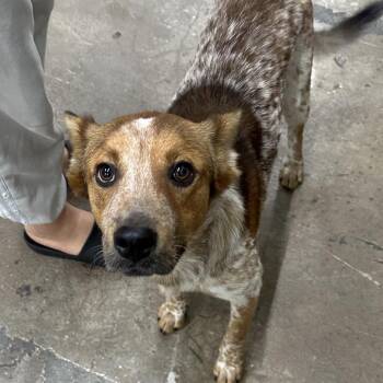 Todd -  Cattle Dog Dog for Adoption in Corbin, Kentucky - Todd | PetCurious