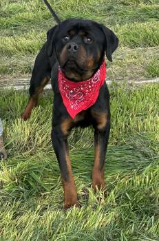 Rescue Rottweiler Dogs for Adoption in Woodland, California - Cupid | PetCurious