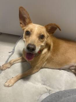 Rescue Retriever Dogs for Adoption in Wilmington, North Carolina - Calli | PetCurious